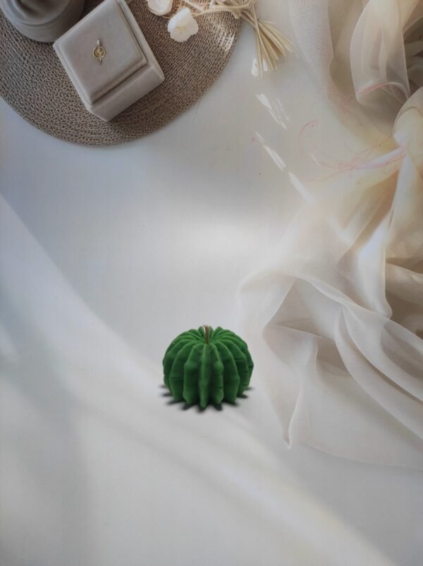 cact Cactus